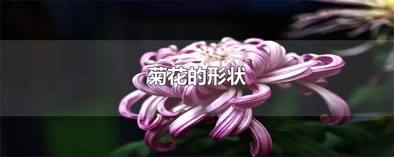 菊花的形状