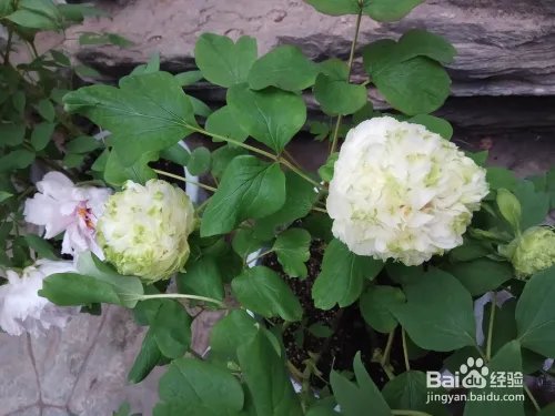 游玩菏泽牡丹园攻略(近期)