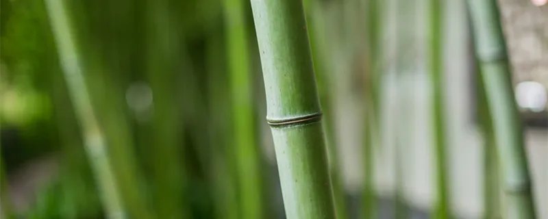 楠竹是什么材质 楠竹是什么材质啊