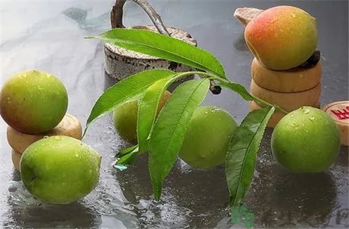 中国青梅之乡 食用青梅有哪些好处