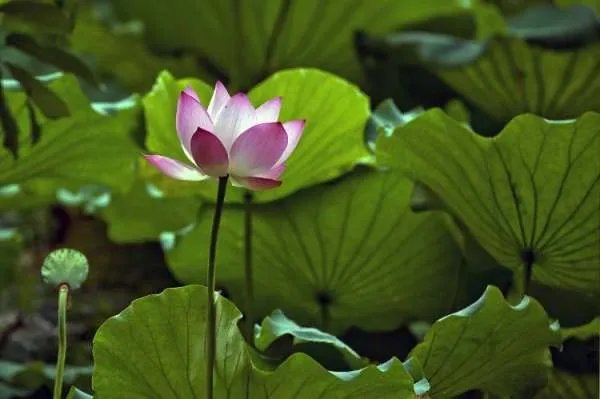烘托的意思？