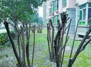 小区树木被剃头是怎么回事?