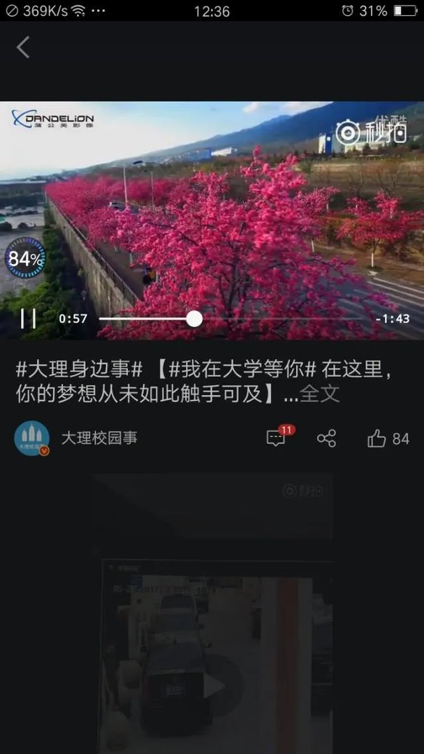 大理大学的樱花真的很多吗?好看吗?