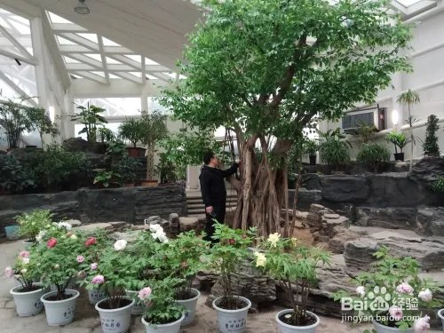 游玩菏泽牡丹园攻略(近期)