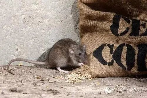 为什么很多科学研究的实验生物都是小白鼠?