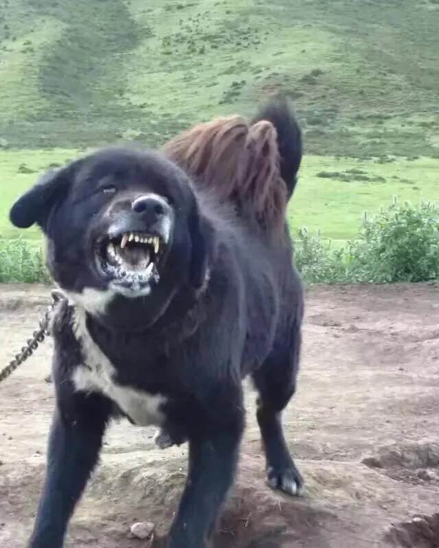 一獒战三虎,藏獒真的敢和森林之王老虎打架吗?
