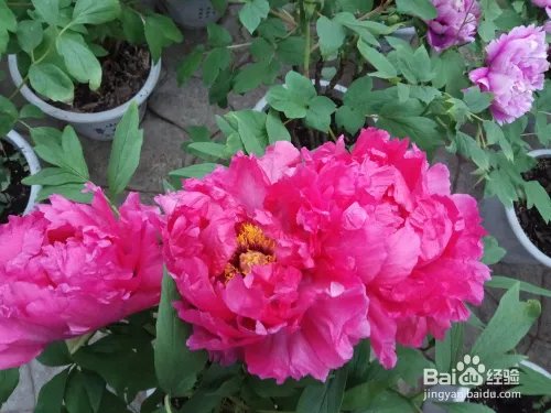 游玩菏泽牡丹园攻略(近期)