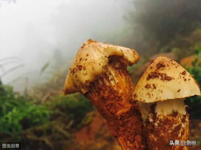 鸡枞与白毒伞的区别是什么?