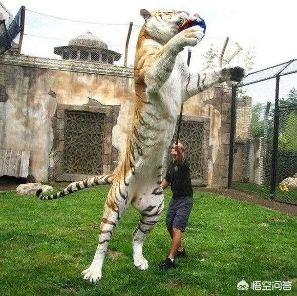 一獒战三虎,藏獒真的敢和森林之王老虎打架吗?