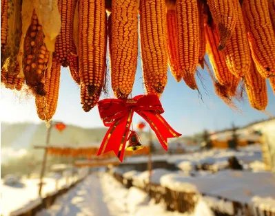 瑞雪兆丰年的英文怎么说？