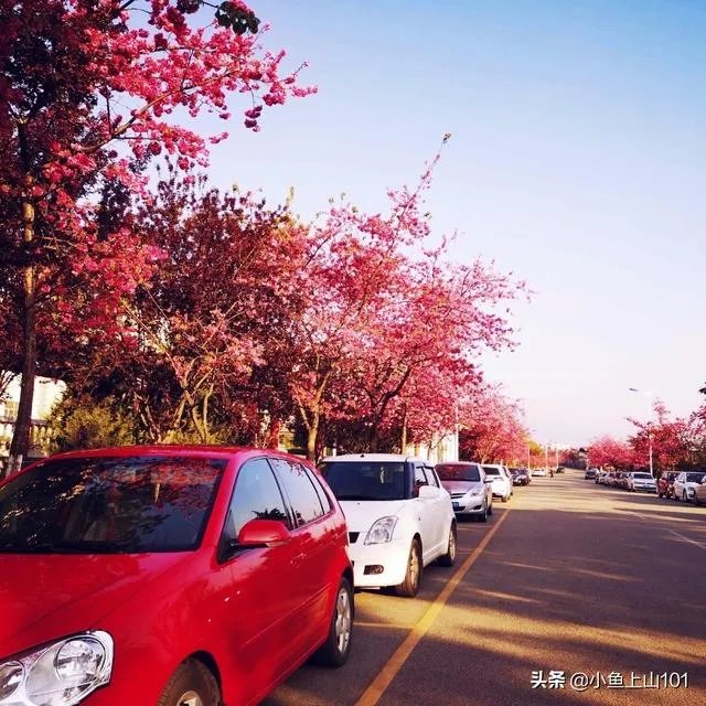 大理大学的樱花真的很多吗?好看吗?