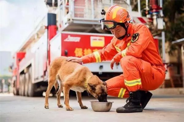 退役搜救犬不愿离开,这是否是人与自然和谐的一种表现?