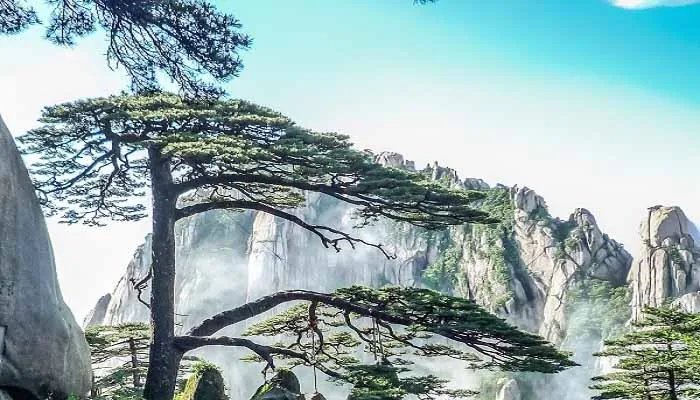 寒松赋文言文翻译 寒松赋的翻译