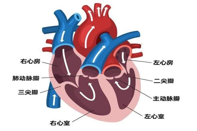 心脏示意图
