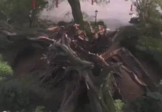 广东1100多岁古榕树倒塌是怎么回事?