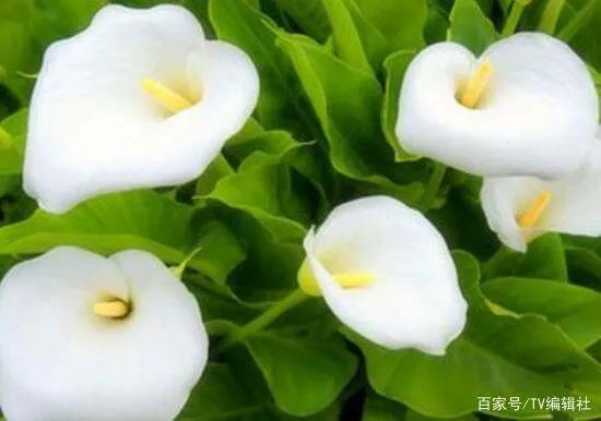 马蹄莲有毒吗?马蹄莲适合室内养吗?