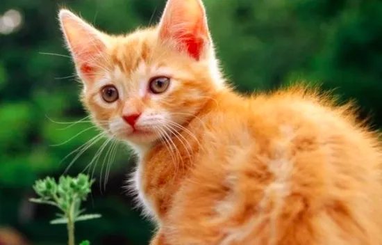 动物园的猴子都会开锁了,你养过什么很聪明的小动物吗?