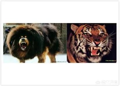 一獒战三虎,藏獒真的敢和森林之王老虎打架吗?