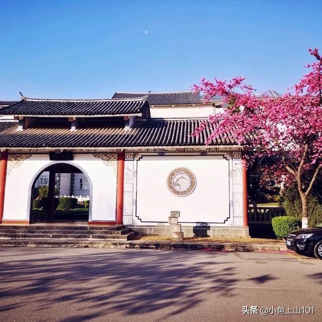 大理大学的樱花真的很多吗?好看吗?