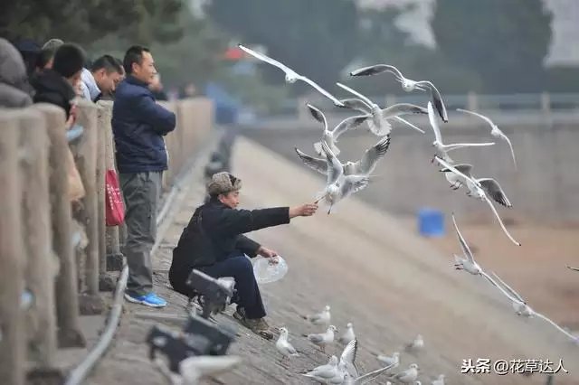 属相万年历农历查询表,属相表万年历